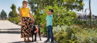 Autism boy adam emotional hour. Autism Assistance Dog Comet Helps Change Family Life Guide Dogs Wa