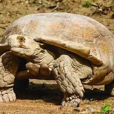 Sulcata tortoise eating a prickly pear cactus pad. Pdf Centrochelys Sulcata Miller 1779 African Spurred Tortoise Grooved Tortoise Sahel Tortoise Tortue Sillonnee