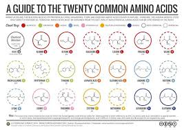A Guide To The Twenty Common Amino Acids Click Visit Site