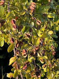 Image result for Combretum mossambicense