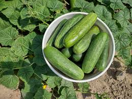 Image result for Cucumis sativus