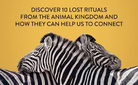 Check spelling or type a new query. Wild Rituals 10 Lessons Animals Can Teach Us About Connection Community And Ourselves O Connell Caitlin 9781452184852 Amazon Com Books