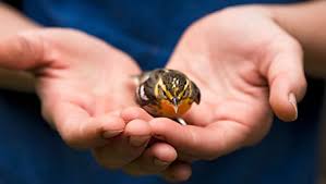 Check spelling or type a new query. What To Do If You Find An Injured Bird