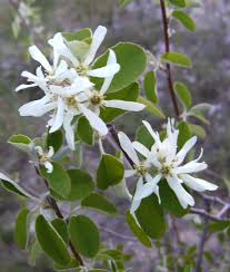 Image result for Amelanchier ovalis