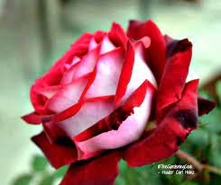 Osiria Rose Care How To Take Care Of Osiria Rose Bushes Hybrid Tea Roses Rose Care Tea Roses