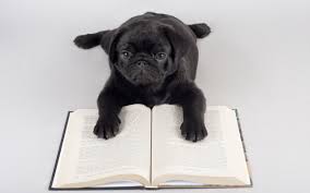 Encuentra fotos de stock perfectas e imágenes editoriales de noticias sobre chica abrazando libro en getty images. Lectura Pug Fondos De Pantalla Lectura Pug Fotos Gratis
