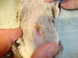 Sugar Gliders Exotic And Laboratory Animals Veterinary Manual
