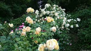 Pin On Roses