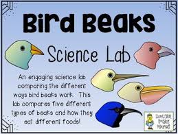 Resultado de imagen de TYPES OF BEAKS