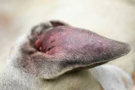 Image result for abscess dog's ear flap