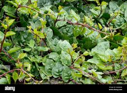 Image result for Basellaceae