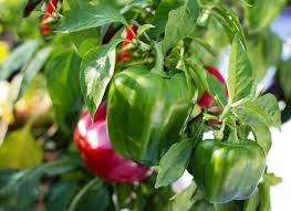Check your plants regularly for infections. Growing Capsicum In Containers Pots Indoors Agri Farming