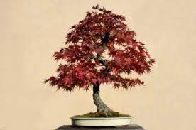 We did not find results for: Trident Maple Bonsai Tree Lovetoknow