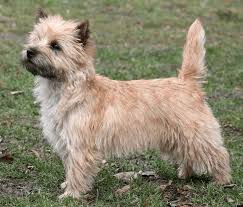 Image result for cairn teriér