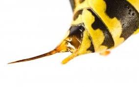 The Anatomy Of A Stinger Animals Bee Hornet