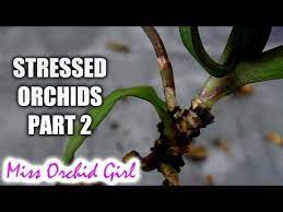 Rejuvenating Stressed Orchids Part 2 Buried Stem And Stem Rot Orchids Orchid Plant Care Phalaenopsis Orchid