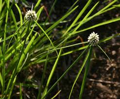 Image result for Cyperus dubius
