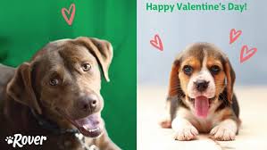 This funny card is the perfect pick on valentine's day for any friend in your life who enjoys laughing! Dog Valentines 4 Heartfelt Digital Dog Valentine Cards From Your Dog