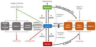 Maybe you would like to learn more about one of these? Bg Reviews And Syntheses Ironing Out Wrinkles In The Soil Phosphorus Cycling Paradigm