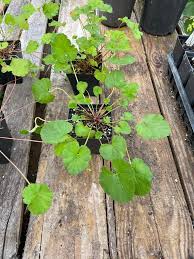 Image result for Pelargonium grossularioides