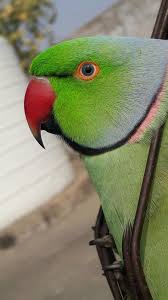 Green Bird With Red Ring Around Neck Pin On Dpz