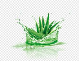 Lidah buaya merupakan tumbuhan berwarna hijau, daunnya lancip dan runcing, serta bergerigi di samping kanan dan kirinya dan hampir mirip duri. Aloe Vera Green Aloe Leaf Grass Taobao Png Pngwing