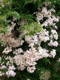 Image result for Jasminum bakeri