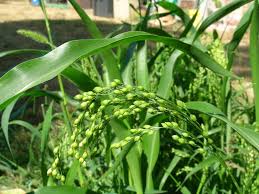 Image result for Panicum miliaceum