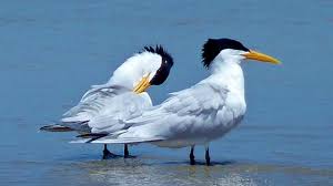 Image result for Tridactyle stevartiana