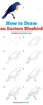 Eastern Bluebird Drawing Lesson Free Online Drawing Tutorial For Kids Get The Free Printable Step By Step Draw Drawing Birds Easy Bird Drawings Easy Drawings If you practice the techniques in this video your anime faces are guaranteed to follow along with each drawing and then apply the lessons you learned to your own drawings after the tutorial.