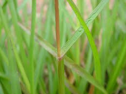 Image result for Digitaria maitlandii