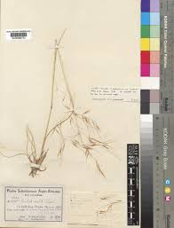 Image result for Aristida diffusa