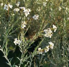 Image result for Gomphostigma