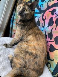 Don't miss what's happening in your neighborhood. Frankie S Friends Cat Rescue Missing Missing From The Upper Saint Clair Bridgeville Area Of Pittsburgh She Isn T Spayed Or Microchipped She Is A 1 Year Old Tortoiseshell Cat With Bright Green Eyes
