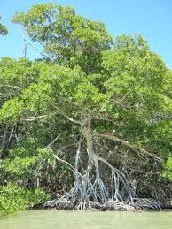 The roots of mangrove plants grow vertically upwards from the soil for the absorption of oxygen from the atmosphere as the soil is poorly aerated. Swamped Gorillas Dolphins And More Snippets From Inside The World S Wetlands Wetland Swamp World