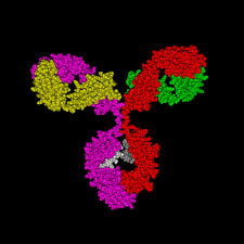 Grâce à la recherche médicale. 1 Anticorps Monoclonaux Attaque Des Anticorps Contre Le Cancer Centre Didactique En Biotechnologie