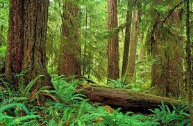 Maybe you would like to learn more about one of these? Pacific Northwest Old Growth Forest Forest Photos Temperate Rainforest Forest