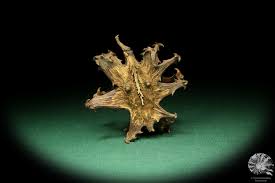 Image result for Harpagophytum procumbens