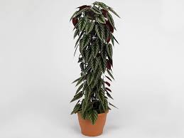 Image result for Cissus crusei