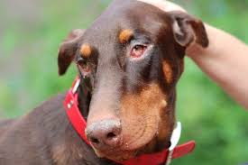 Fast & free shipping · guaranteed lowest prices My Dog Has Conjunctivitis Pet Advice Knutsford Vets