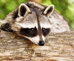 Watch The Best Youtube Videos Online Animals Animal Pet Dog Cat Dogs Cats Photooftheday Cute Pet Wildlife Day Animals Cute Animals