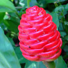 Zingiber Zerumbet Flora Singapore List U Z Inaturalist Org Ginger Flower Botanical Gardens Wild Ginger