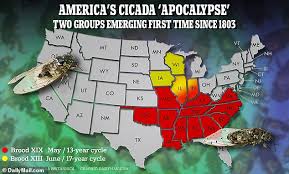 America's Cicada 'apocalypse': 200-year event will see one trillion insects  from two groups infest 16 states... and our map shows the hotspots | Daily  Mail Online