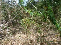 Image result for Xenostegia medium