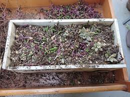 多肉植物 簡単 ルビーネックレスの仕立て直しと挿し木の方法 多肉初心者向けブログ