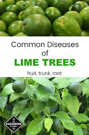 Another common name used in north america is basswood, derived from bast, the name for the inner bark (see uses, below). Common Diseases Of Lime Trees Gardening Channel Lime Tree Citrus Plant Lime