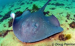 Image result for Stingray
