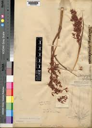 Image result for Hyparrhenia cymbaria