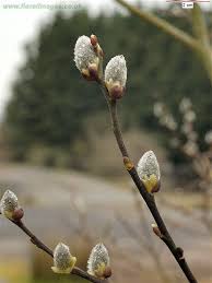 Image result for Goat Willow