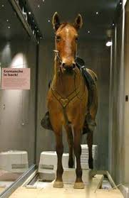 Comanche Horse From The Little Bighorn The Only Survivor From The Battle Stands In A Museum At Fort Hays Kansas Horses Beautiful Horses Pretty Horses